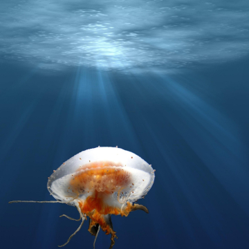 Unterwasserwelt voller Wunder